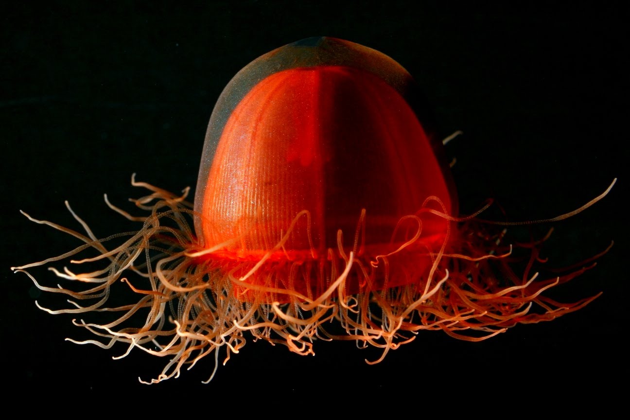 Crossota Norvegica Jellyfish - undersea animal