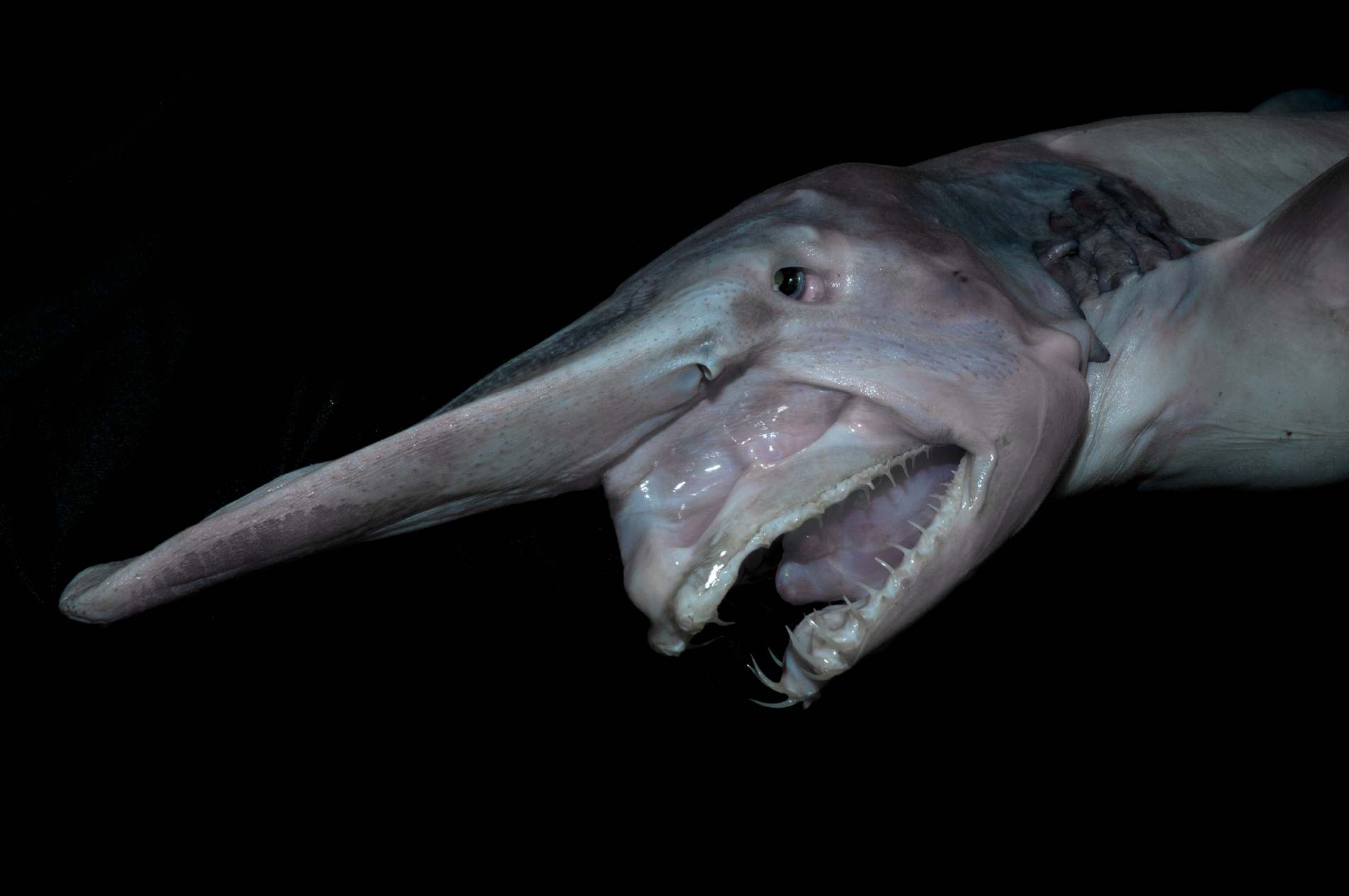 Goblin Shark - undersea animal