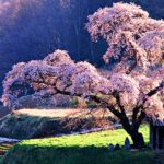 Mystical Sentinels: World’s Most Beautiful Trees
