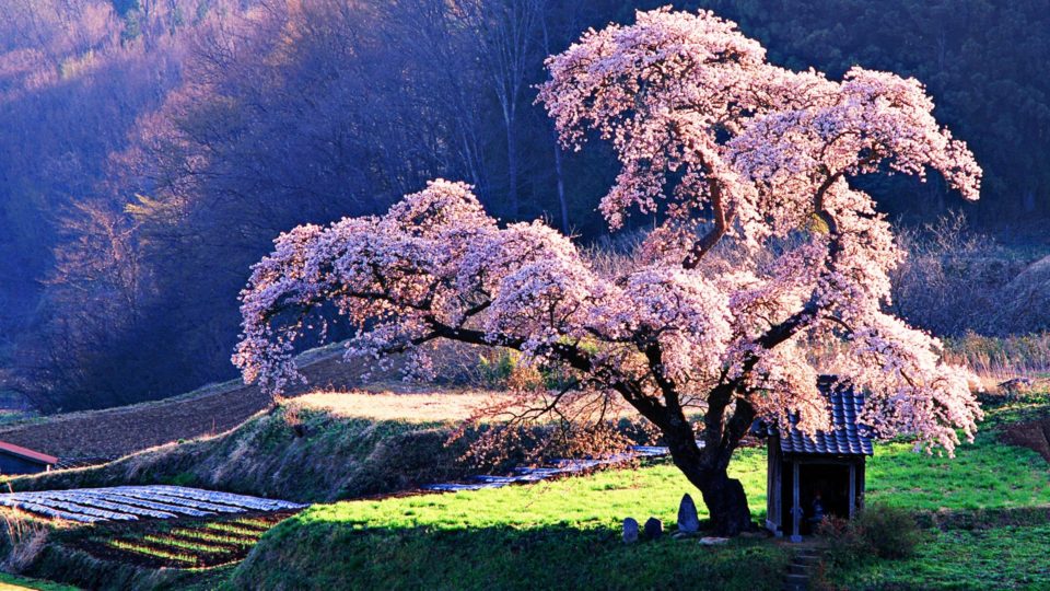 Japanese Cherry tree