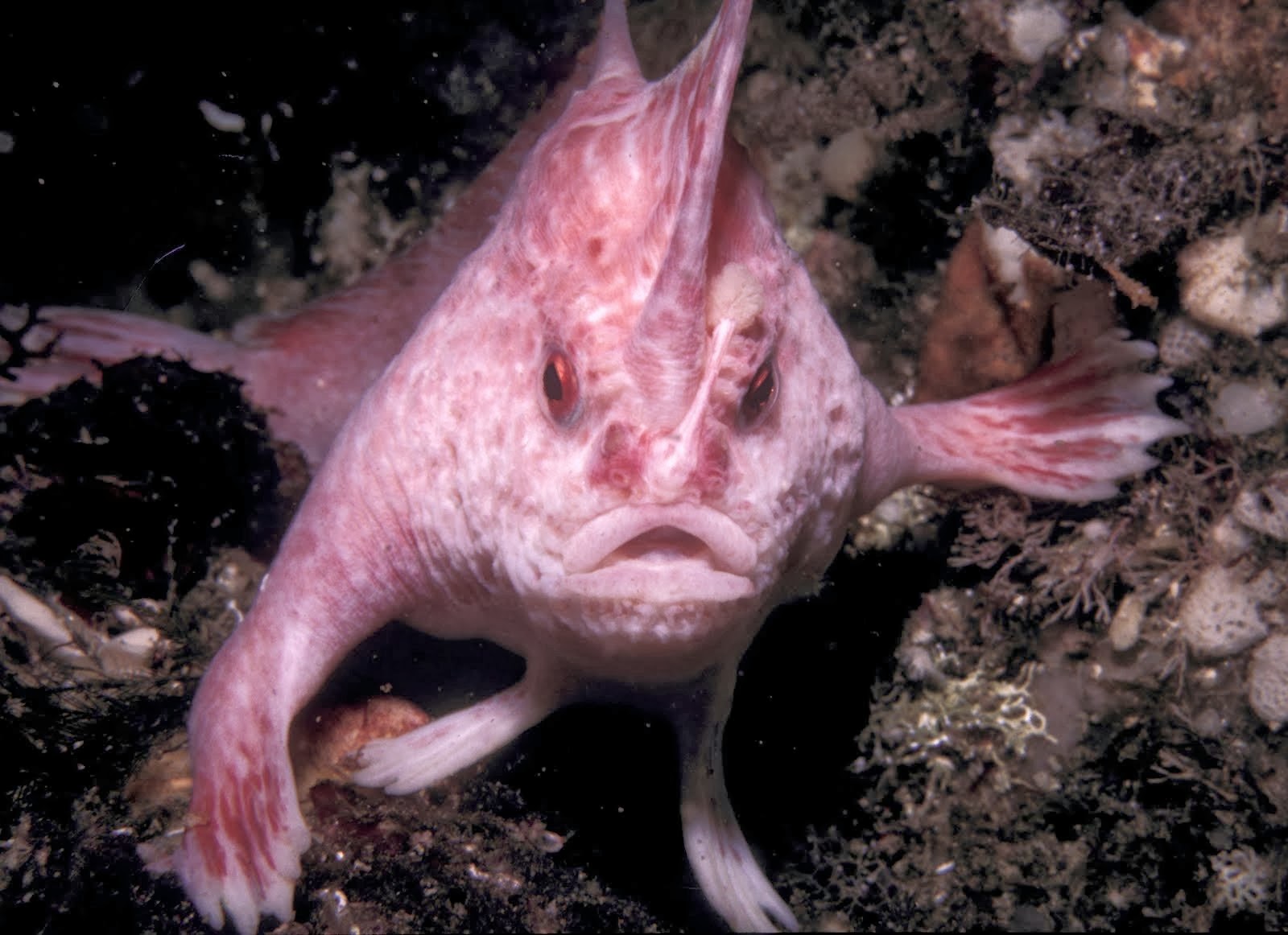 Pink Handfish - undersea animal