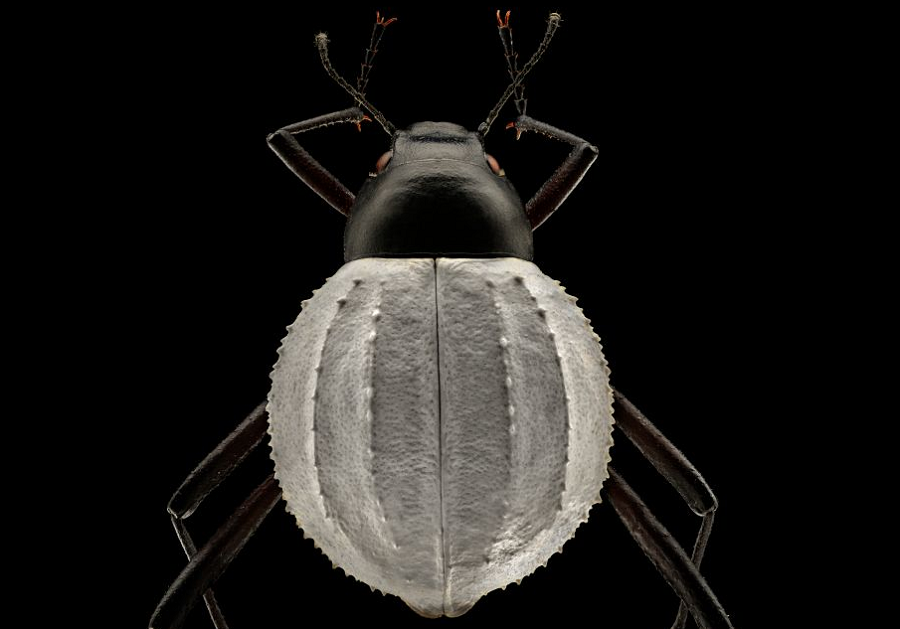 darkling-beetle-the-coolist-macro-photography