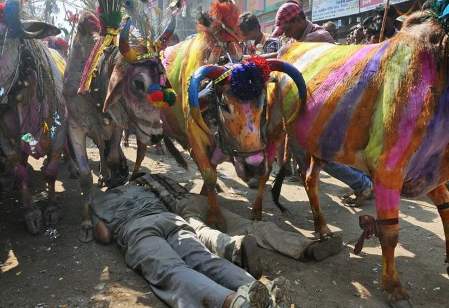 govardhan-festival-india-cows-the-coolist