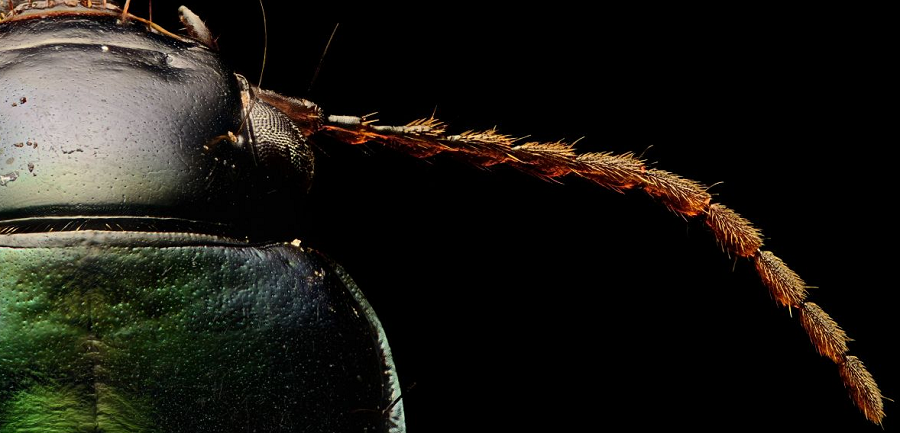ground-beetle-the-coolist-macro-photography