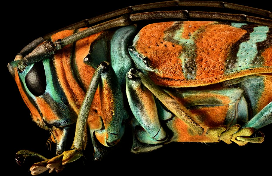 jewel-longhorn-beetle-the-coolist-macro-photography
