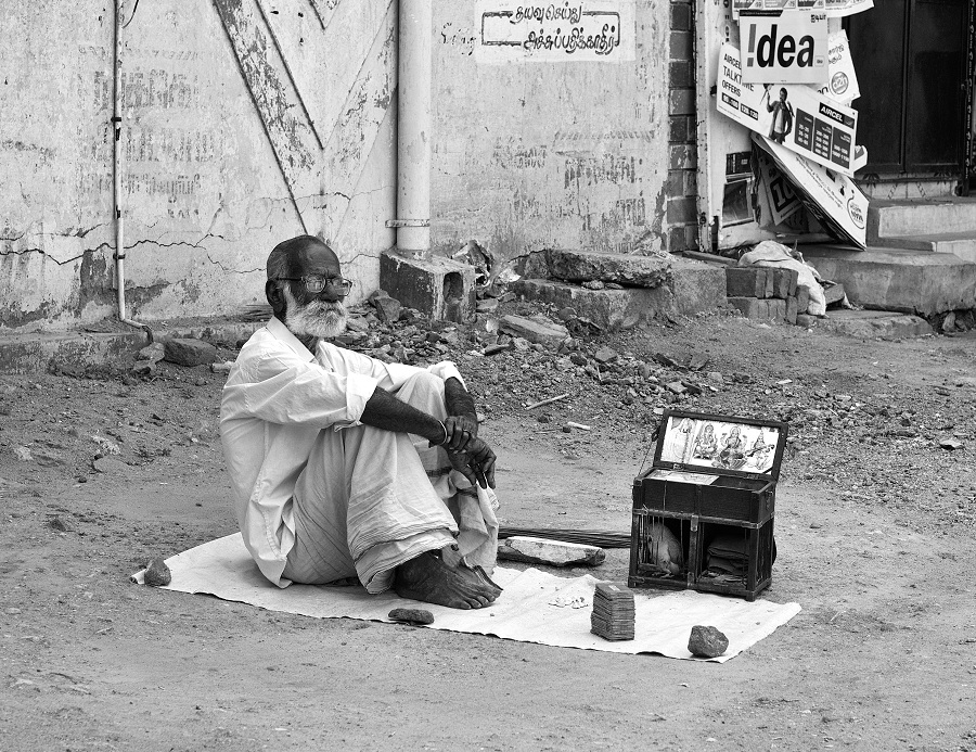 An old parrot-astrologer waiting for his customers, with his parrot and tarot (like) cards, by the road side. Virudhunagar, India.