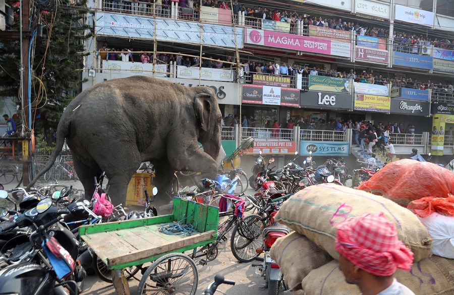 INDIA-WILDLIFE-ELEPHANT-RAMPAGE