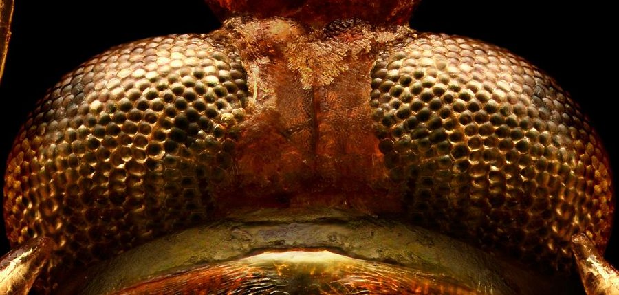 tortoise-beetle-the-coolist-macro-photography