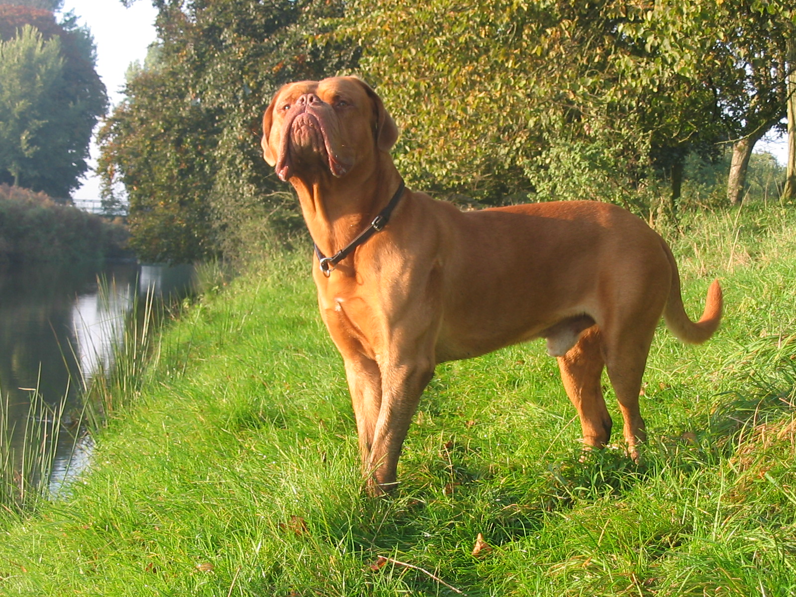 Dogue de Bordeaux - largest dogs