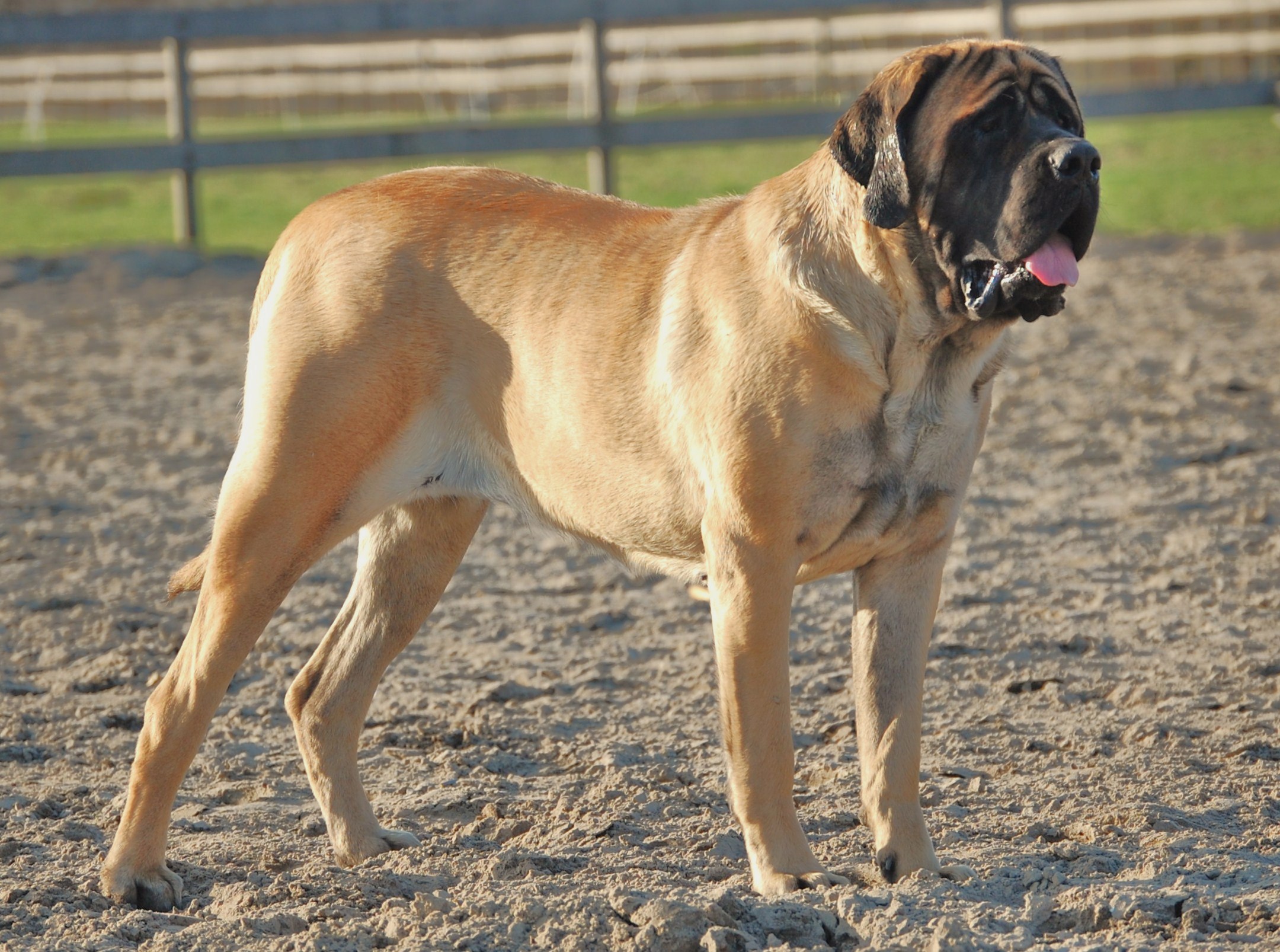 English Mastiff - largest dogs