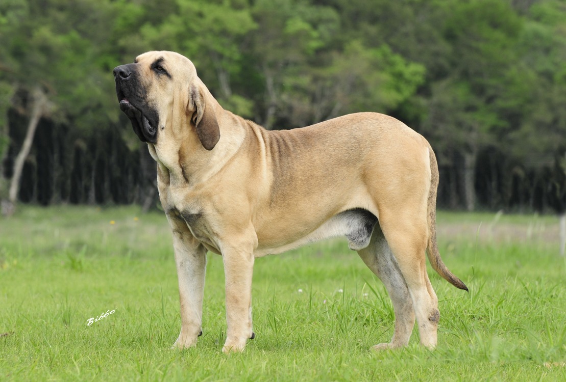 Fila Brasileiro - largest dogs