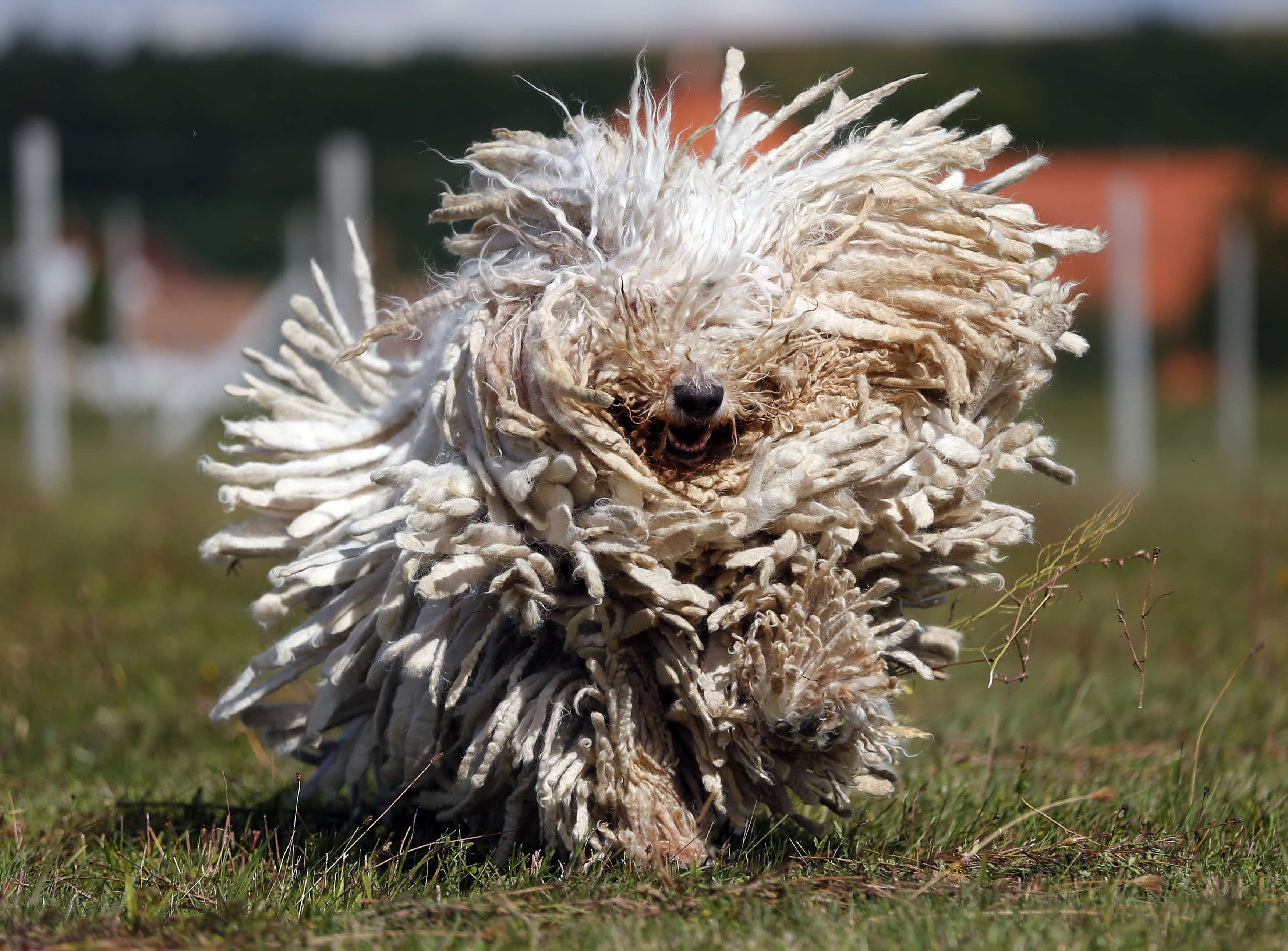 A Komondor, a traditional Hungarian guard dog, shakes its long fur in Bodony
