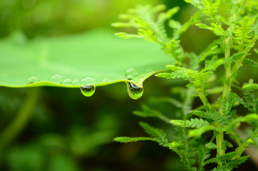 Monsoon Raindrop On Plant Leaf