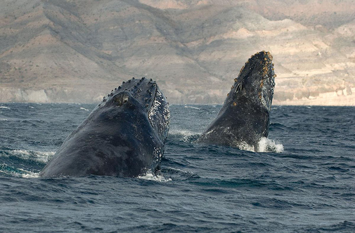 Christopher Swann - whale photography