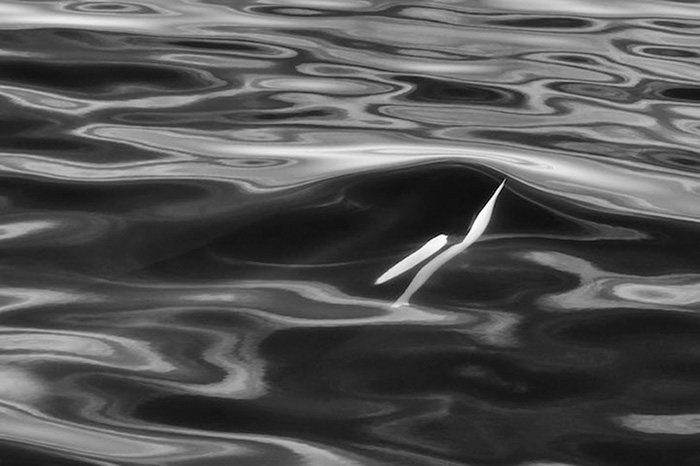 Orca photography - Christoper Swann