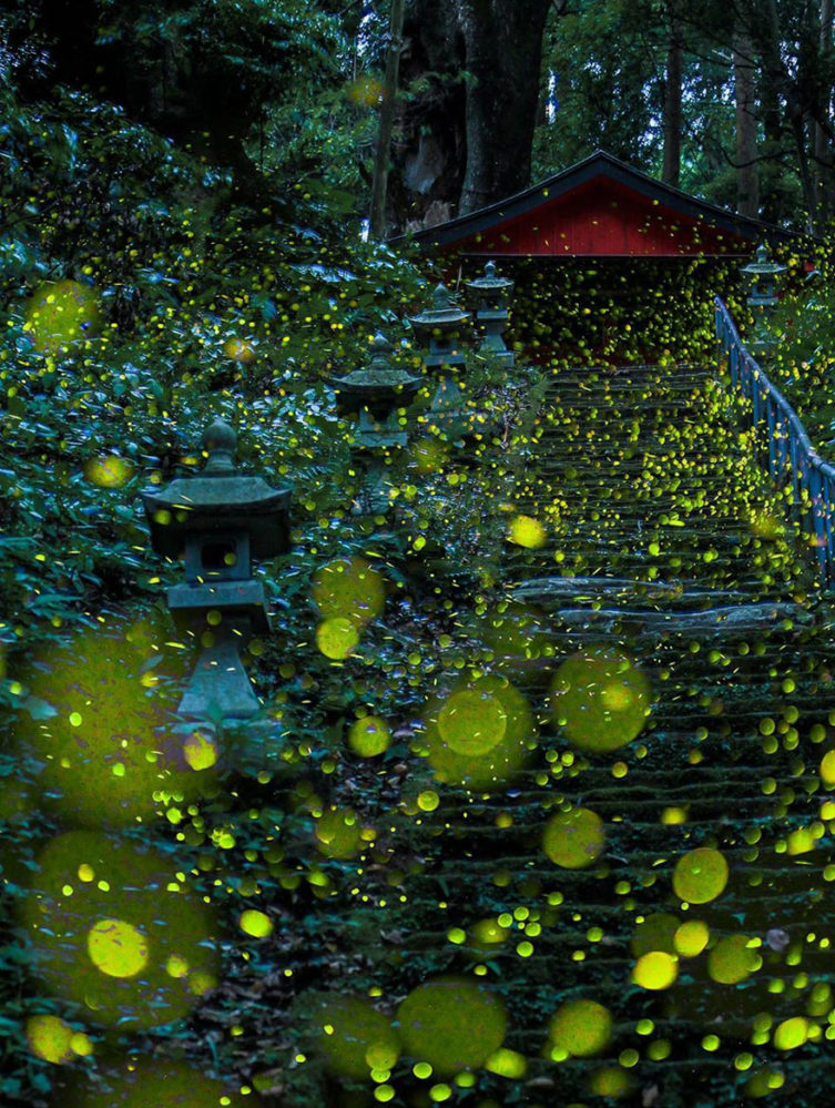 Fireflies around a monument by Hiroyuki Shinohara