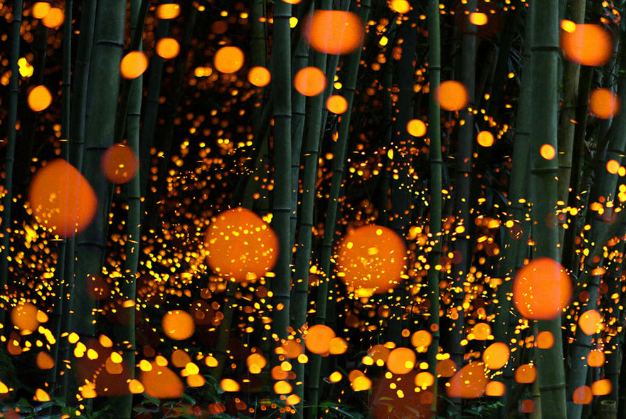 Fireflies around bamboo plants by hm777