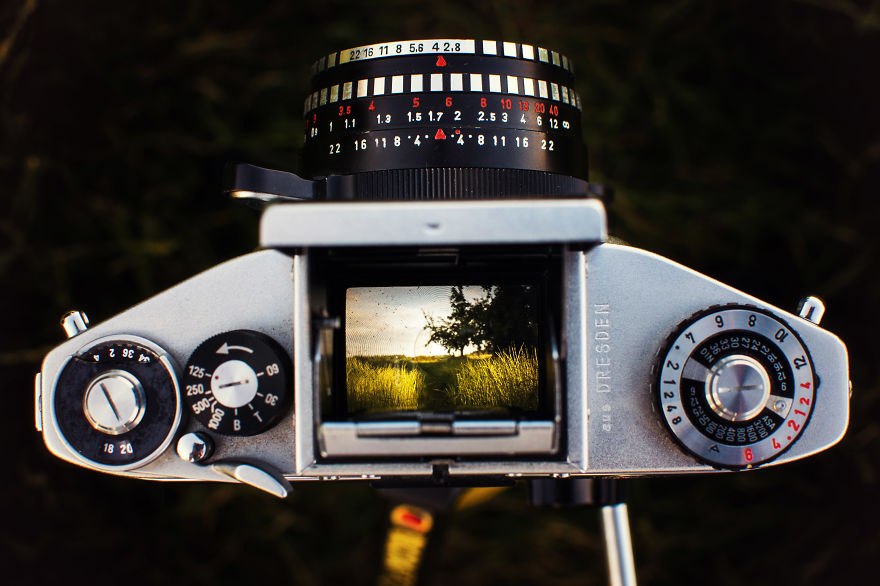 Tall grass and trees through a vintage viewfinder