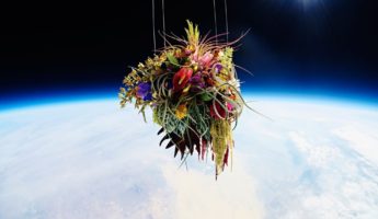 Japanese Flower Artist Sends Plants Into Space for Breathtaking Photo Series