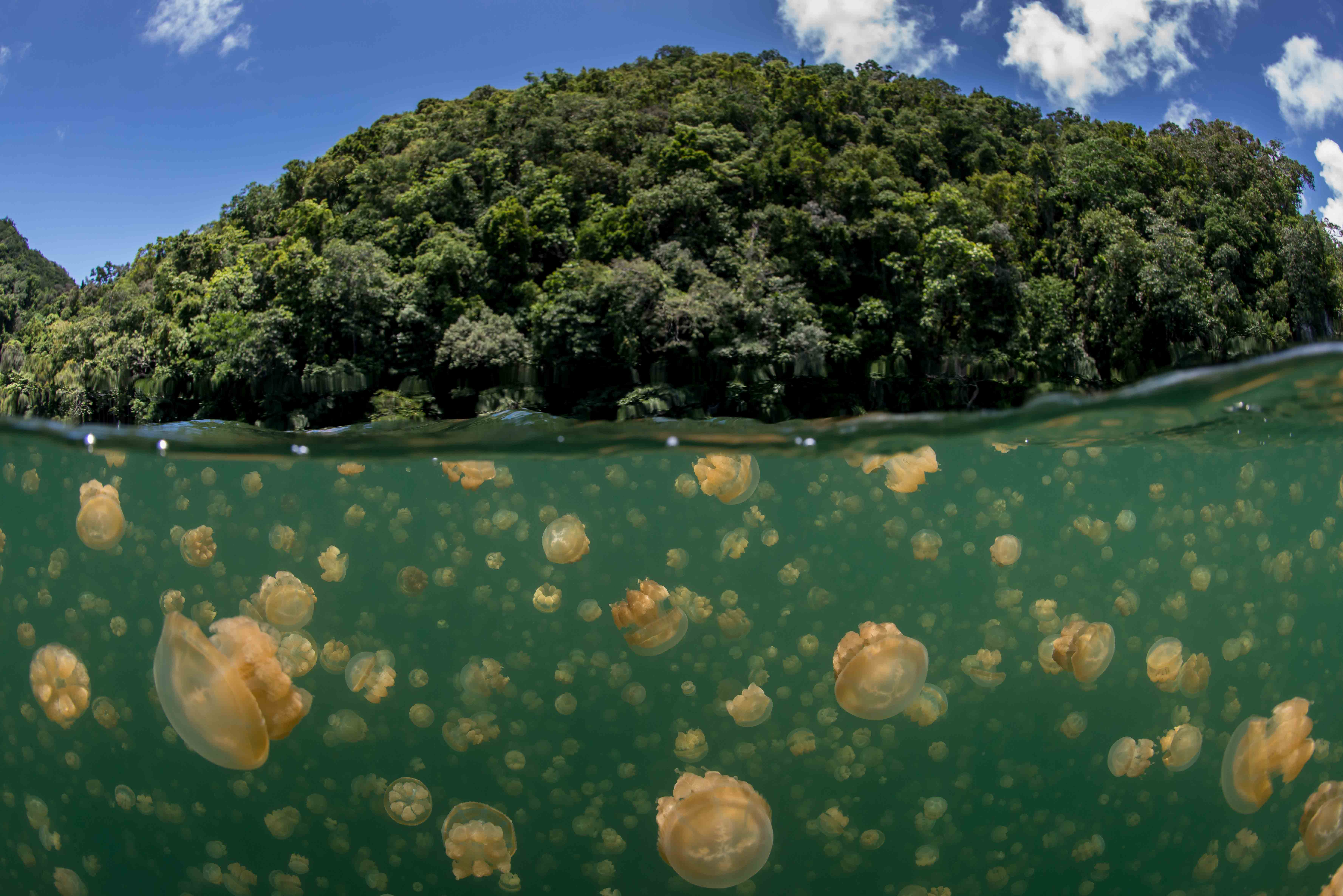 Jellyfish Lake, Palau - secret swimming hole
