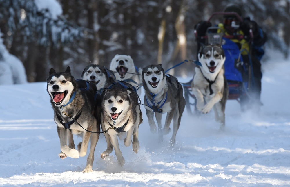 Sled Dog Racing Weird Winter Olympic Sports