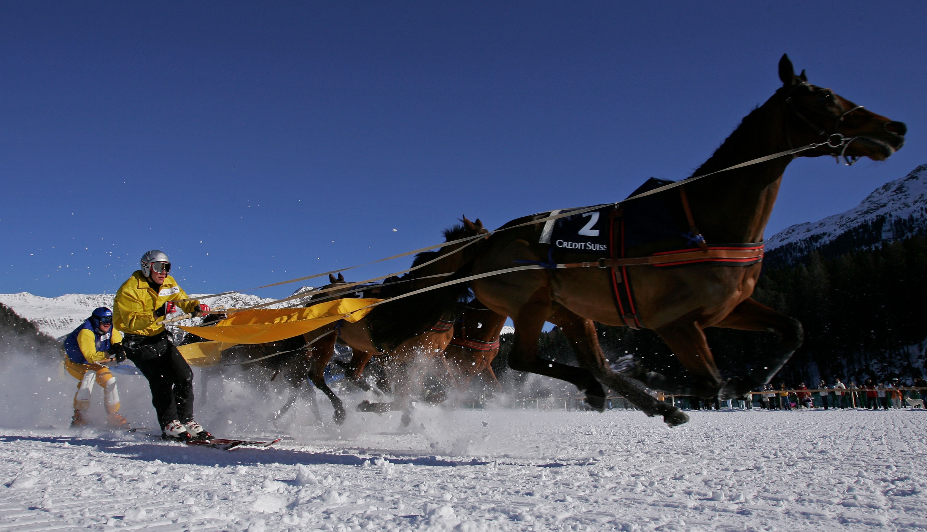 Skijoring - winter sport