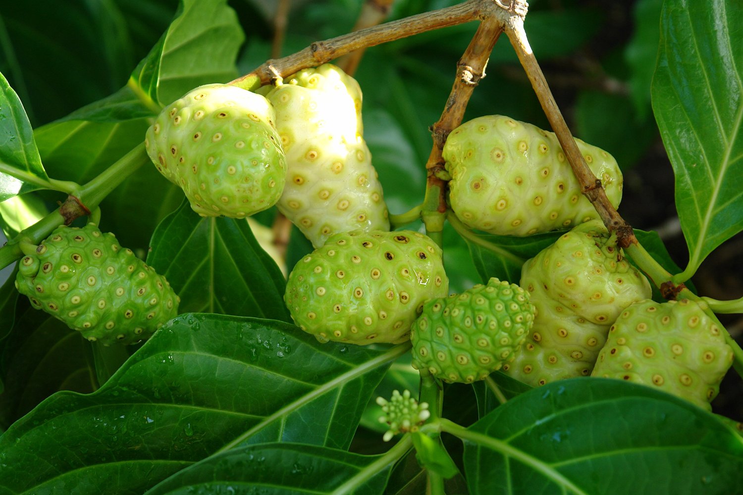 Noni - asian fruit