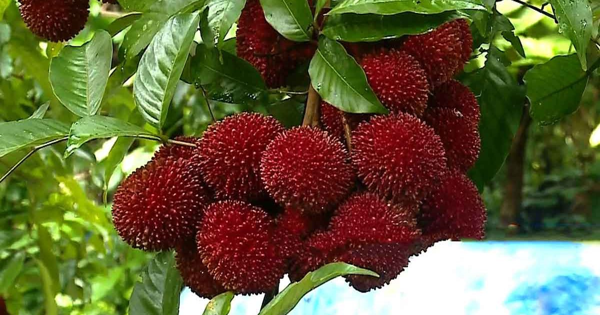 Pulasan - asian fruit