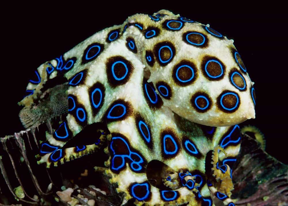 Blue Ringed Octopus - deadly animal