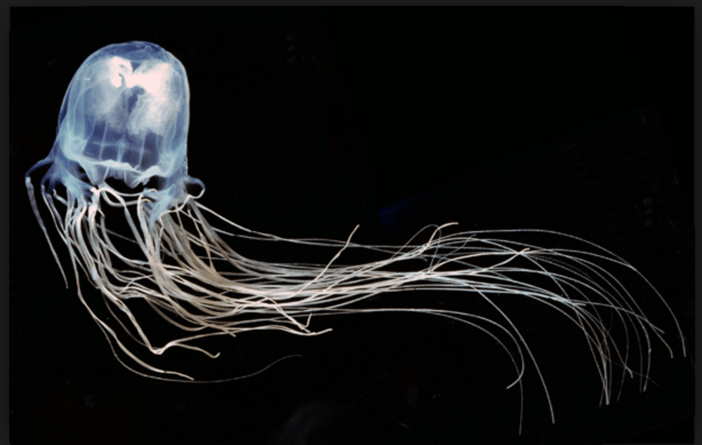 Box Jellyfish - deadly animal