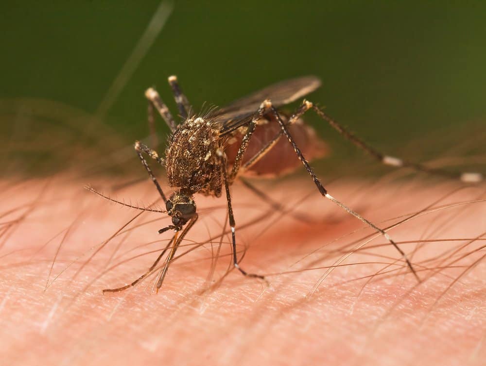 Mosquito - deadly animal