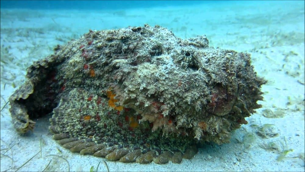 Stonefish - deadly animal
