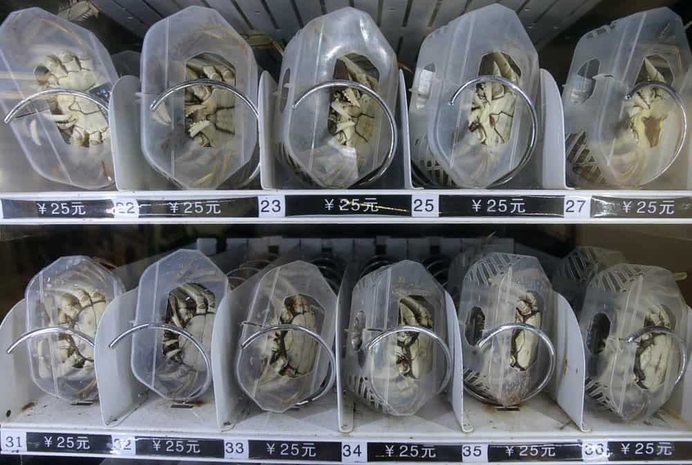 Live hairy crabs are displayed in a vending machine at a main subway station in Nanjing, Jiangsu province
