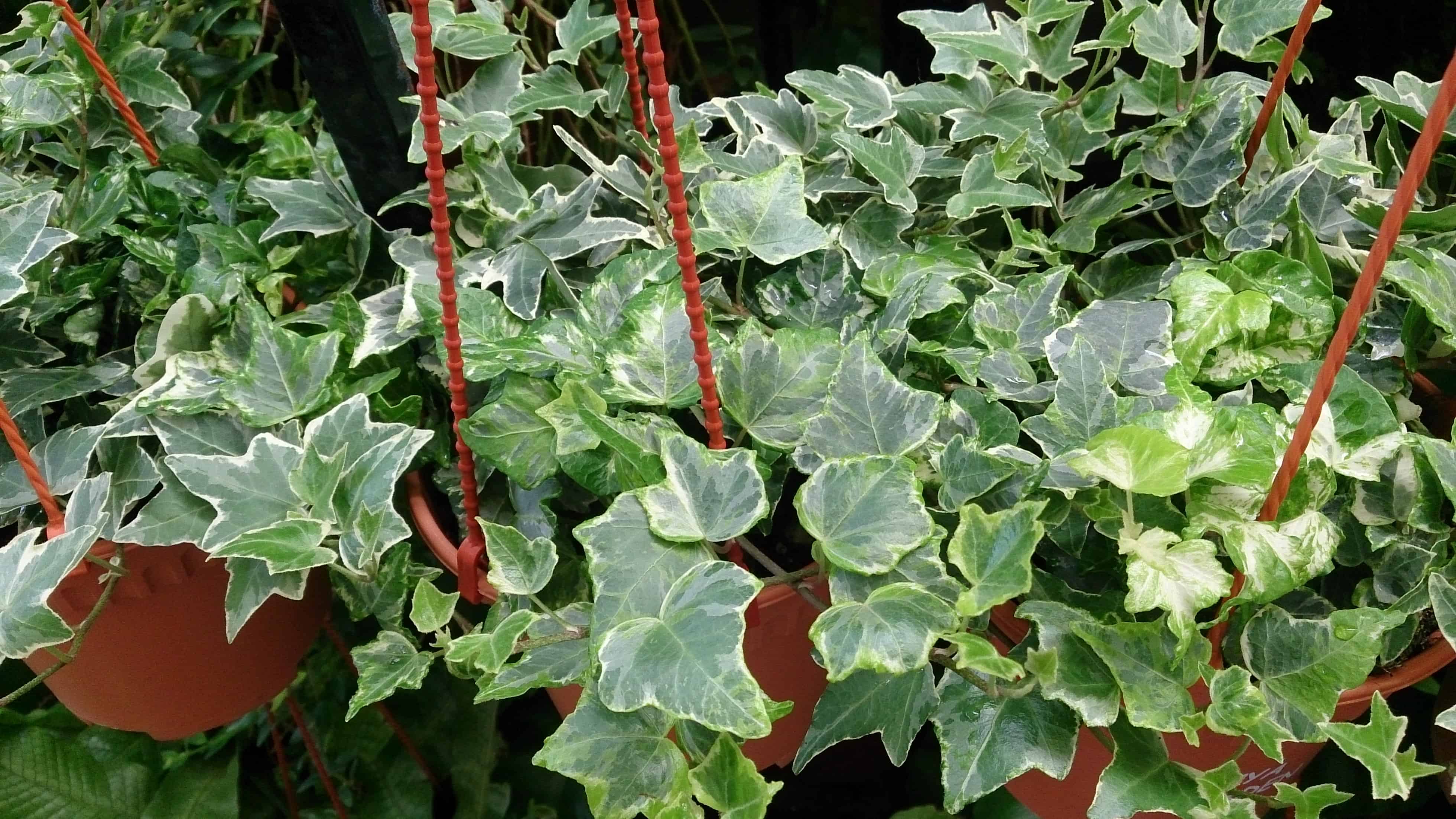 English Ivy - indoor plant
