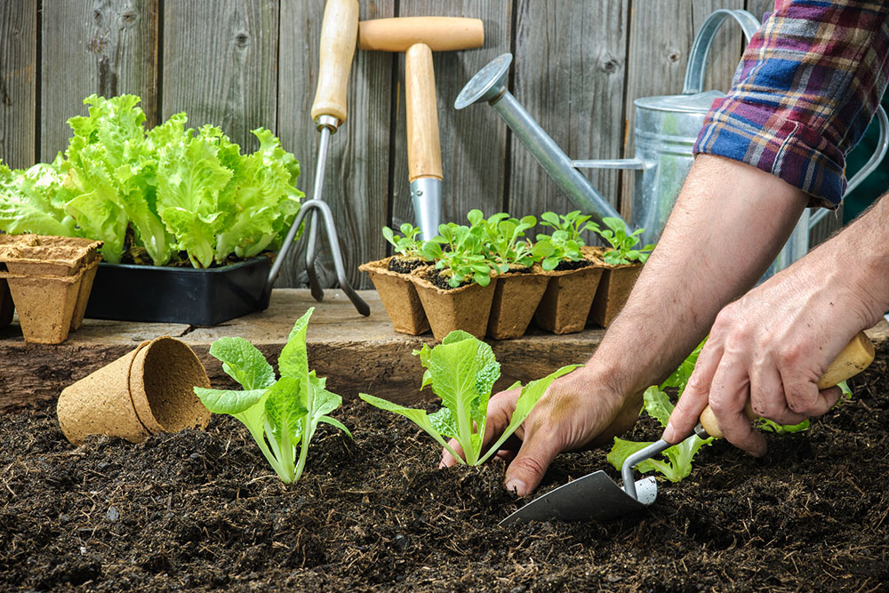 Gardening - Top Hobbies for Men
