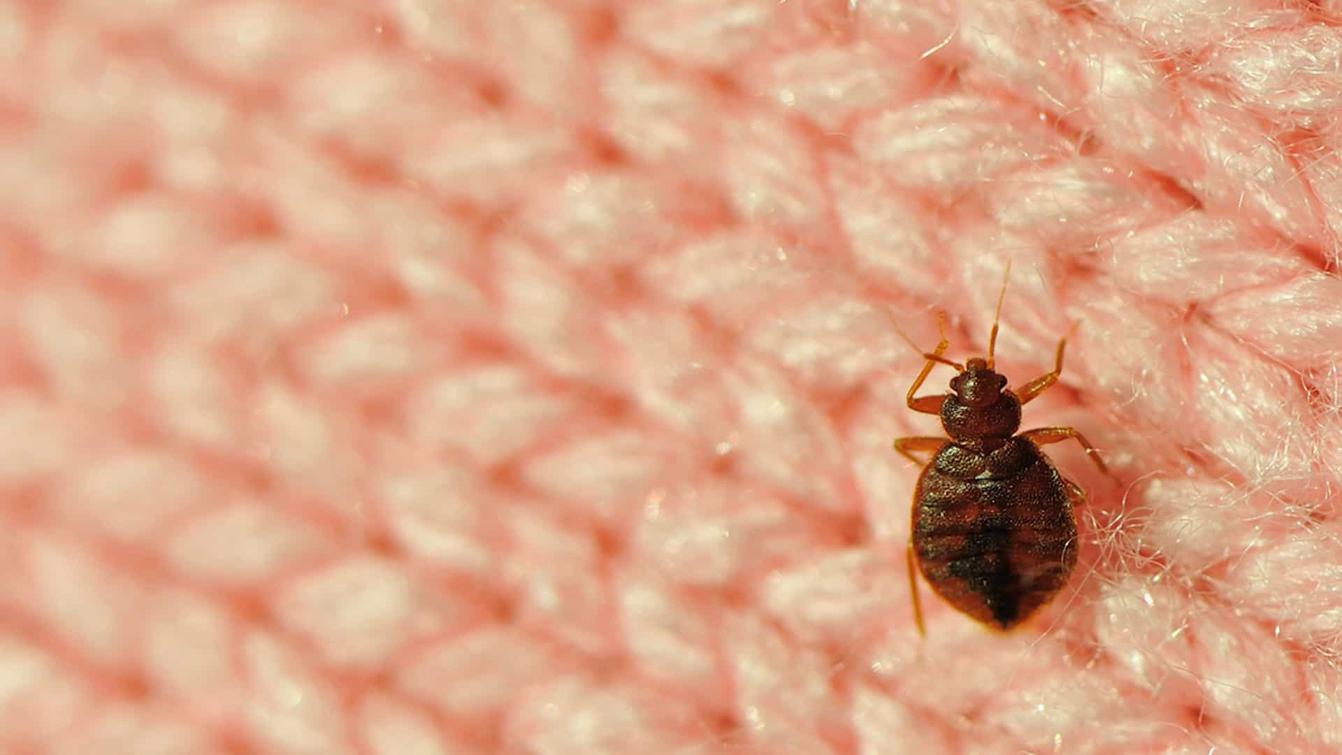 Bedbugs - scariest animal