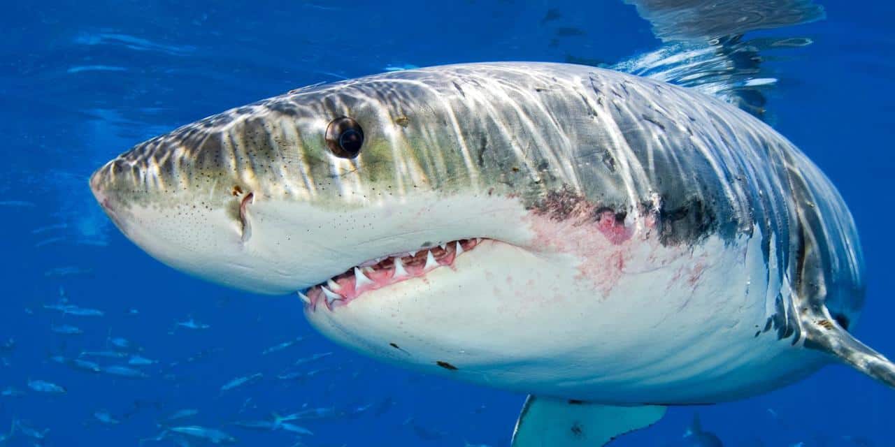 Great White Shark - scariest animal