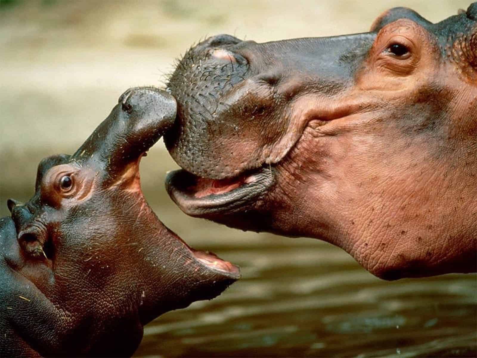 Hippos - scariest animal