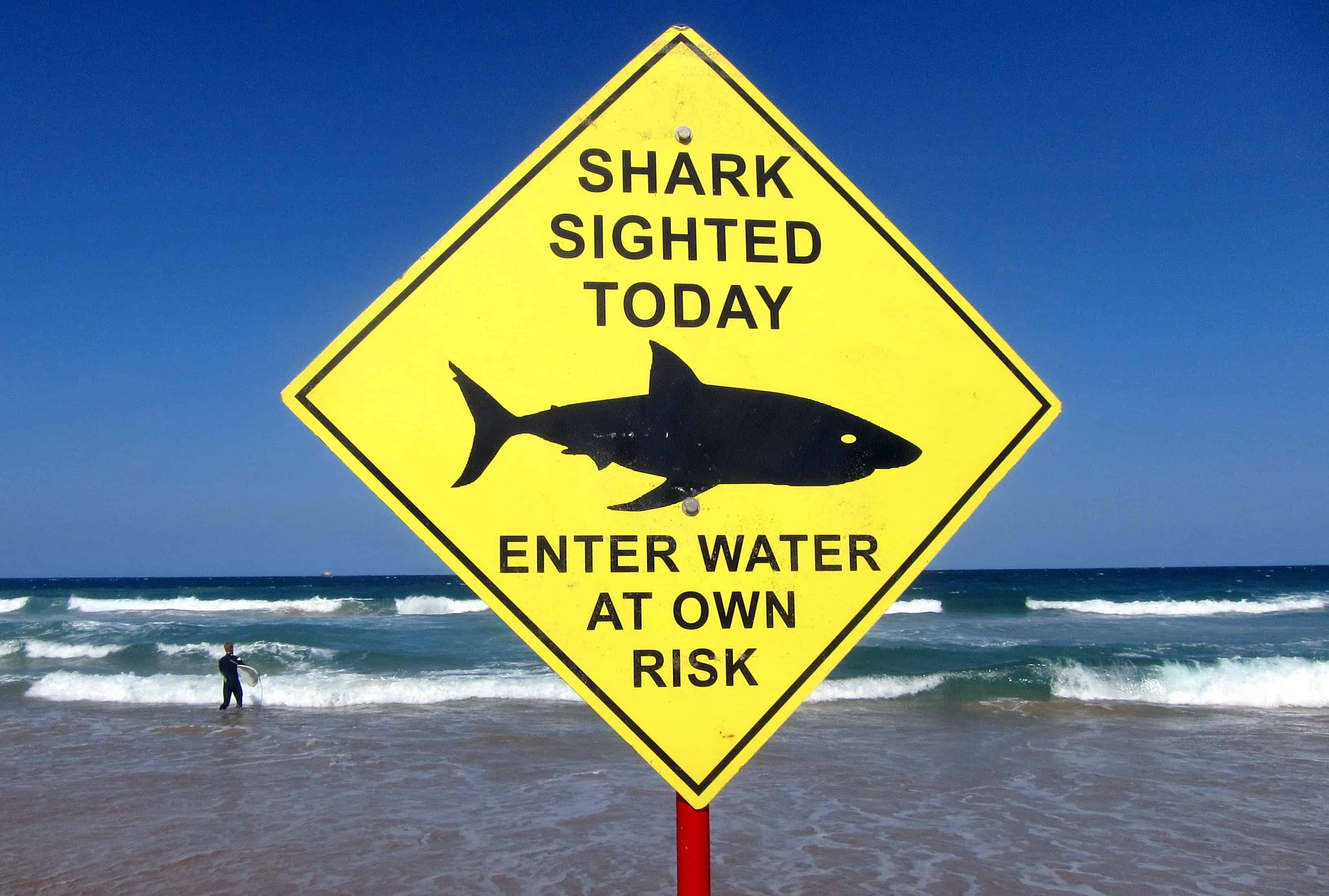 A surfer carries his board into the water next to a sign declaring a shark sighting on Sydney's Manly Beach, Australia