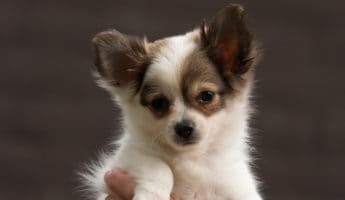 the best small dogs to own