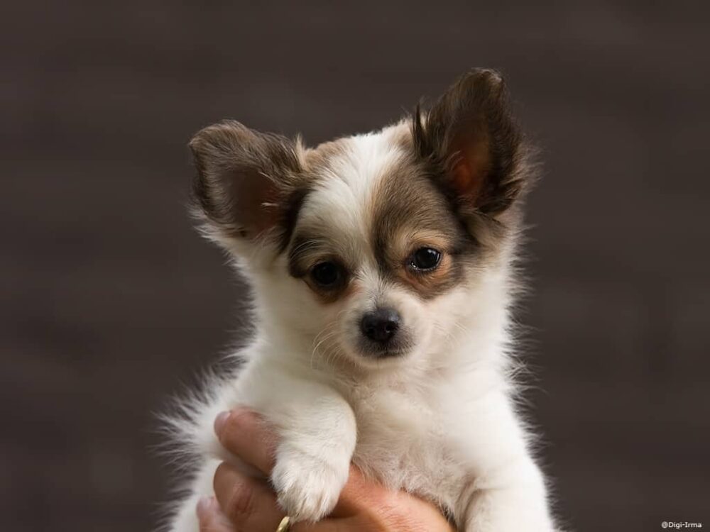 Chihuahua - small dog breed