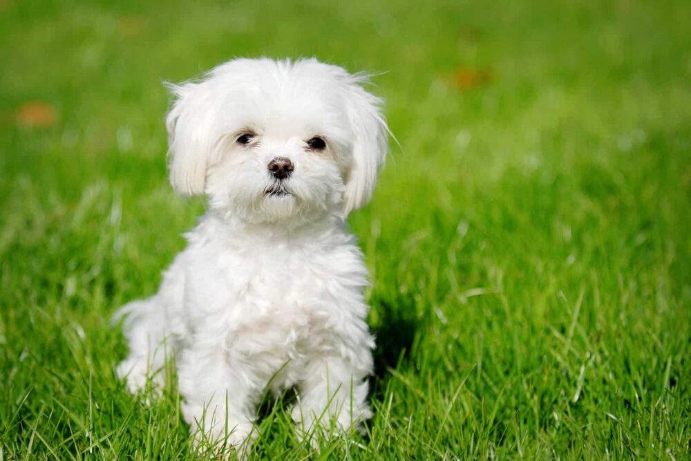 Small White Dog Breeds - Maltese