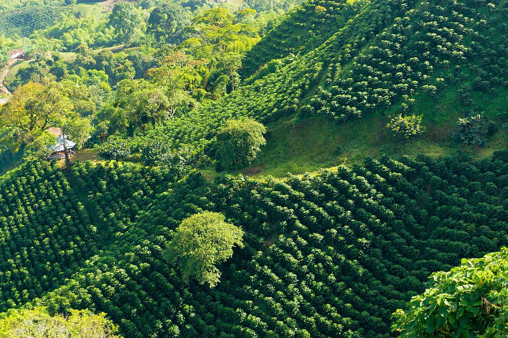 Organic coffee integrity - Coffee plantation landscape