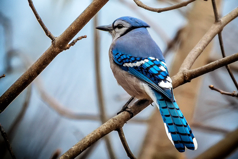 Blue-Jay-Colorful-Bird