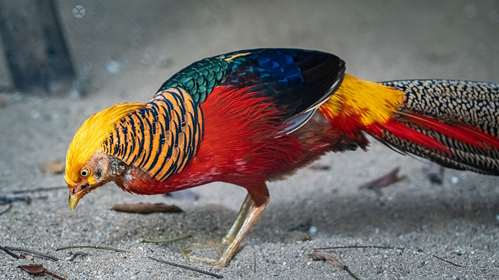 Golden-Pheasant-Most-Beautiful-Bird-in-the-World