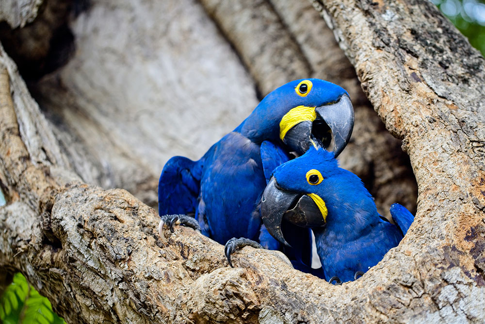 Hyacinth Macaw Colorful Birds