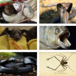 Scariest animals in the world