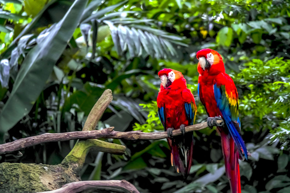 Scarlet-Macaw-Most-Colorful-Birds