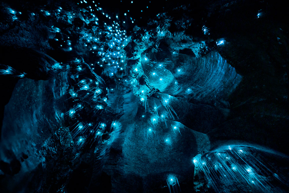 The Waitomo Glowworm Caves