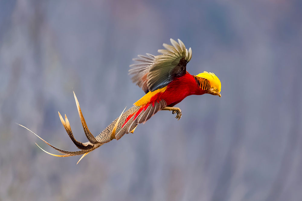 Top 10 Most Beautiful Birds in the World (Colorful Bird Pictures)
